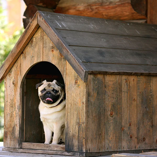 Dog Kennels/Housing